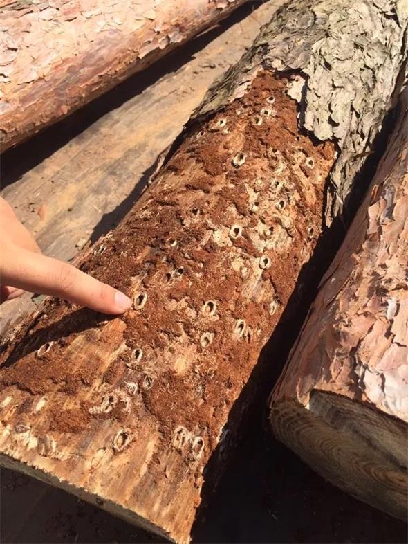 14 松褐天牛？？？？？？？拥.jpg